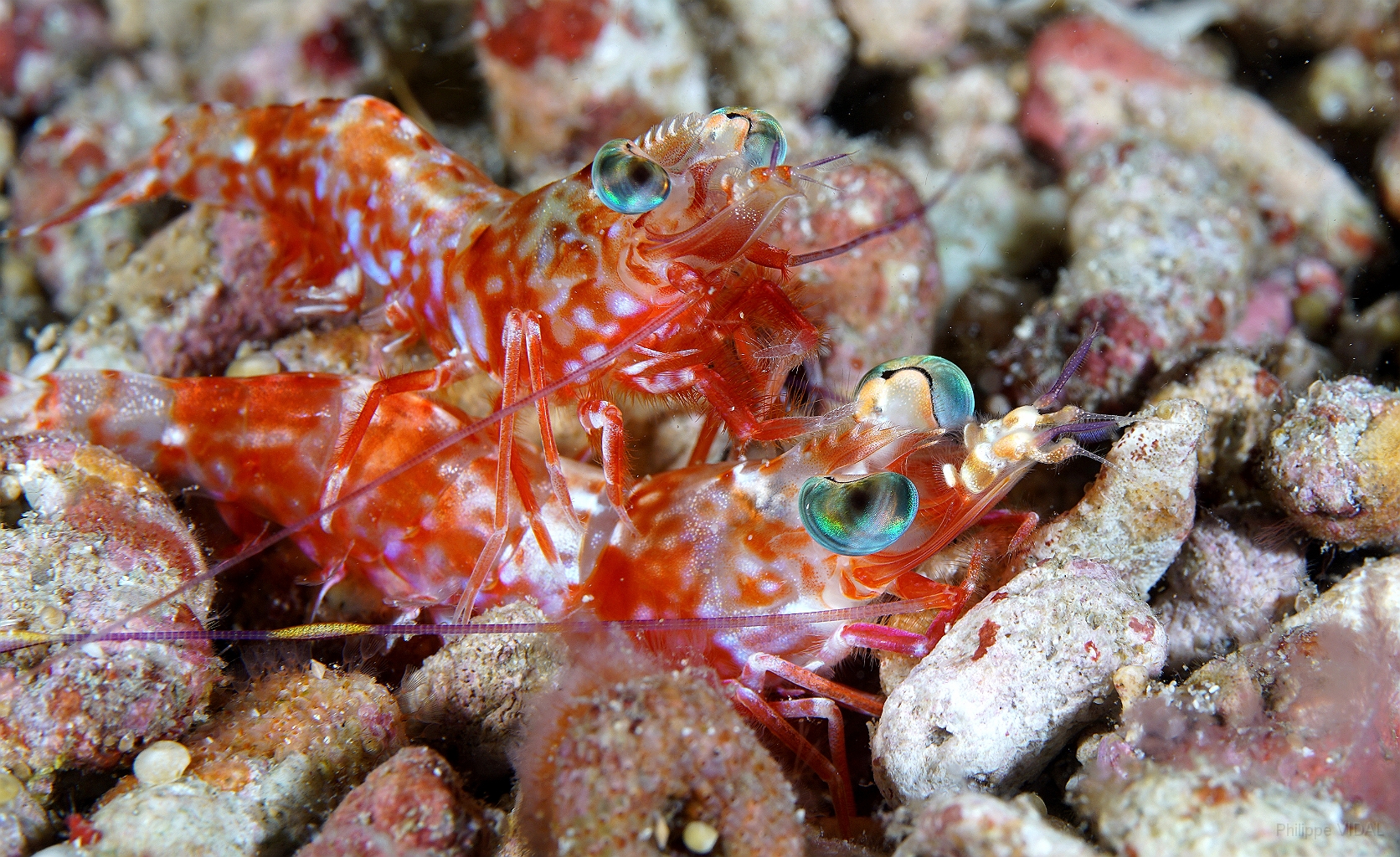 Banda Sea 2018 - DSC06463_rc - Humpback prawn -  - Metapenaeopsis lamellata.jpg